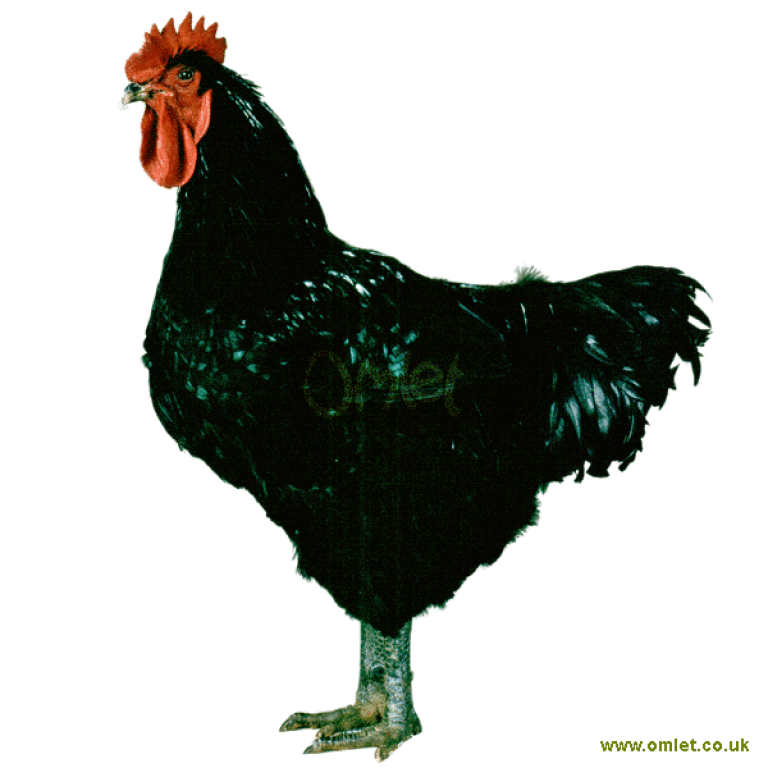 Black jersey giant rooster outlet