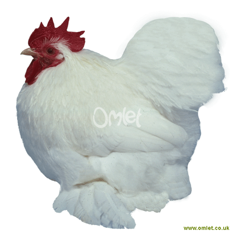 Pekin Bantam Chickens | Pekin Bantam For Sale | Chicken Breeds