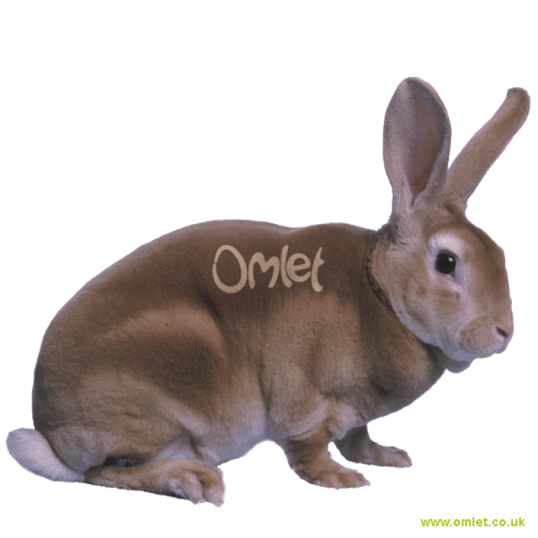Mini rex shop rabbits for sale