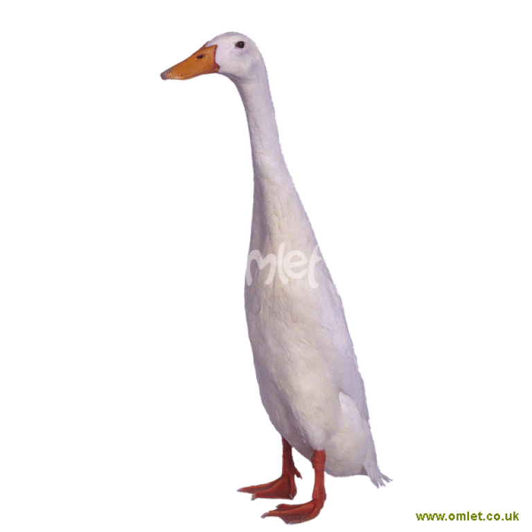 Runner ducks