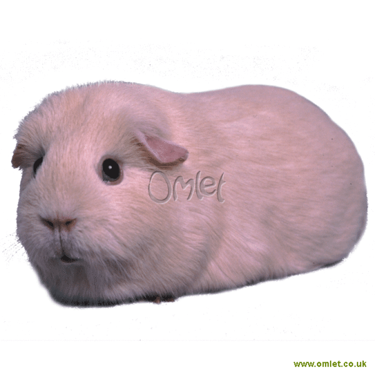 Lilac guinea pig for sale sale