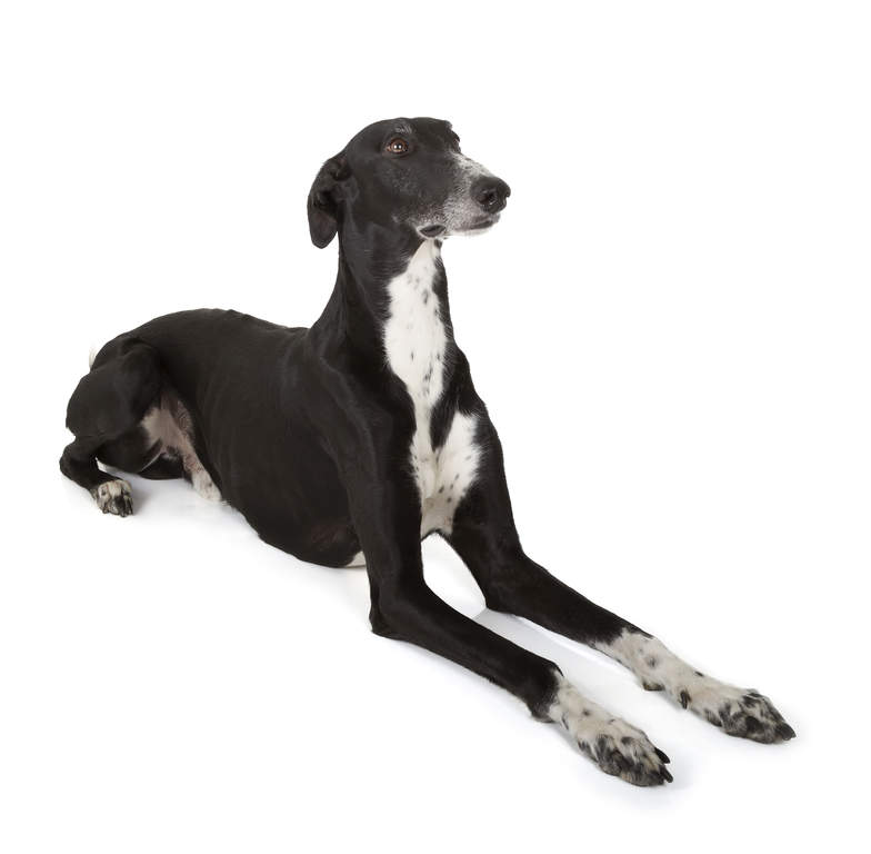 Greyhound Dogs Breed Information Omlet