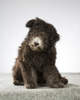 Hungarian Pumi