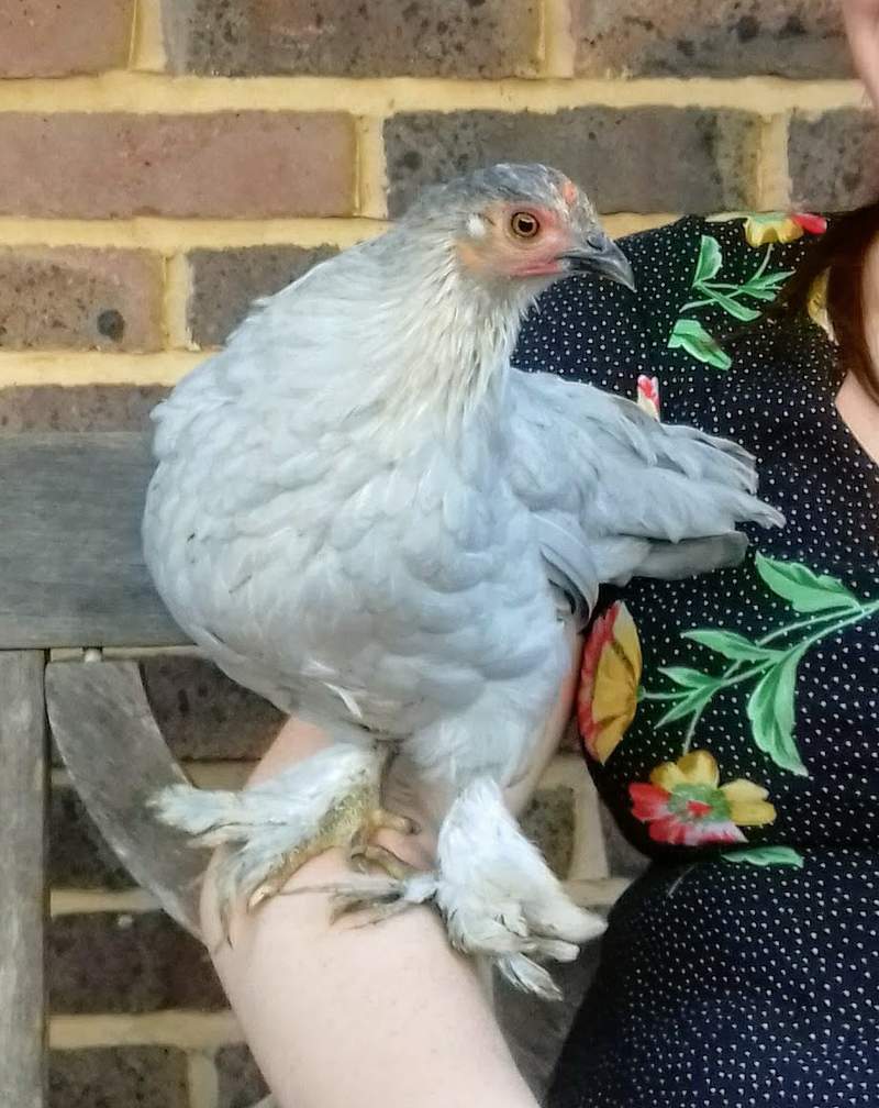 Pekin Bantam Chickens Pekin Bantam For Sale