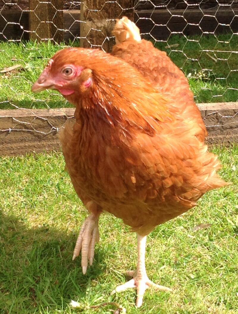 Gingernut Ranger Chickens Gingernut Ranger For Sale