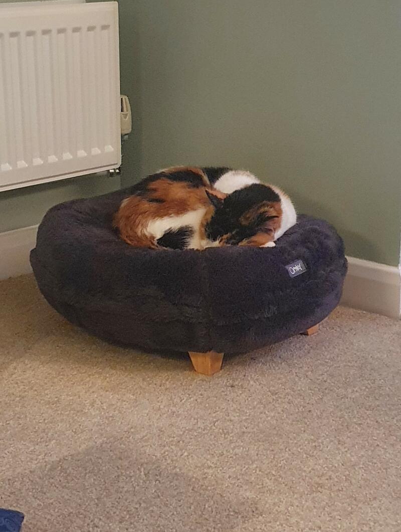 Reviews for Maya Donut Cat Beds Omlet