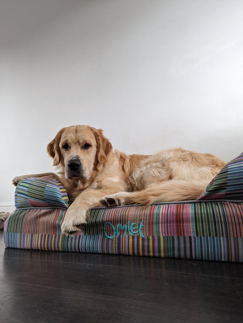 Memory Foam Bolster Dog Beds Find Your Match From 15 Amazing Colours Omlet