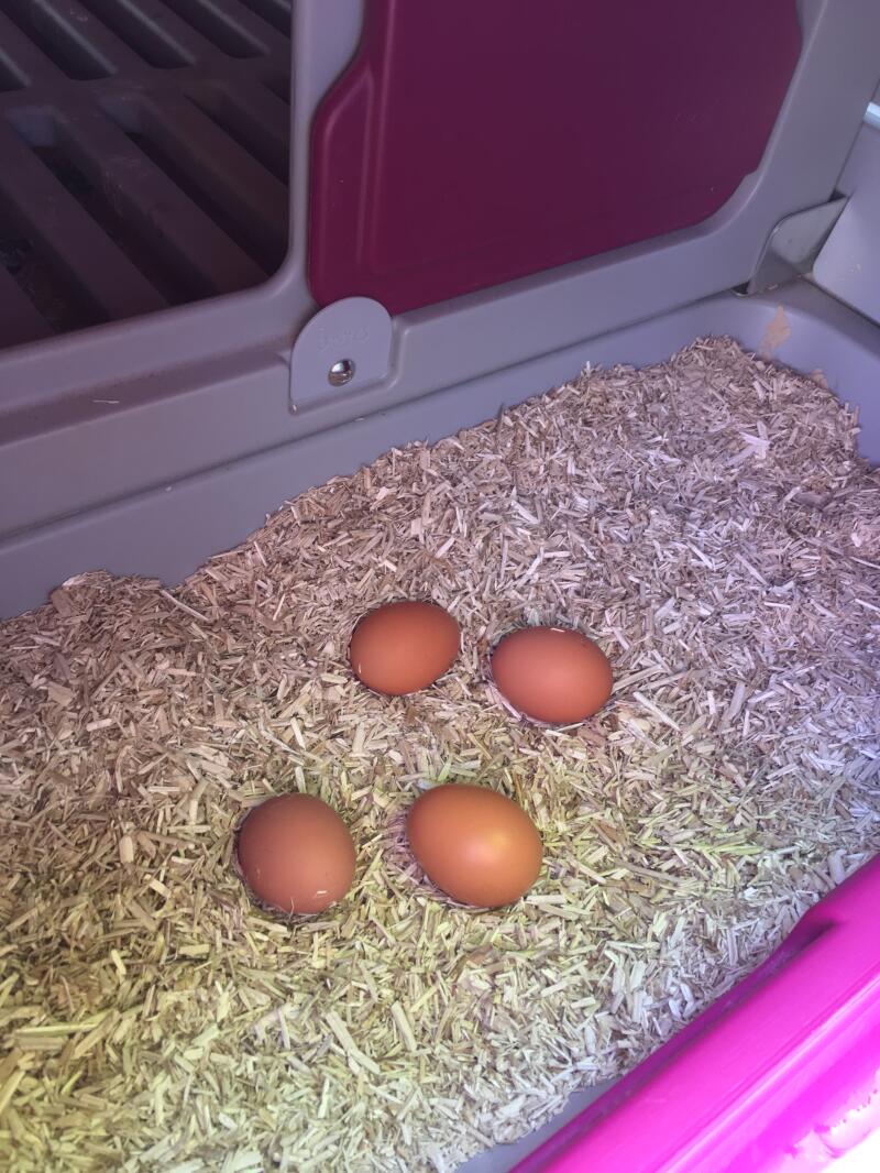 Aubiose Bedding 20kg Poultry Bedding