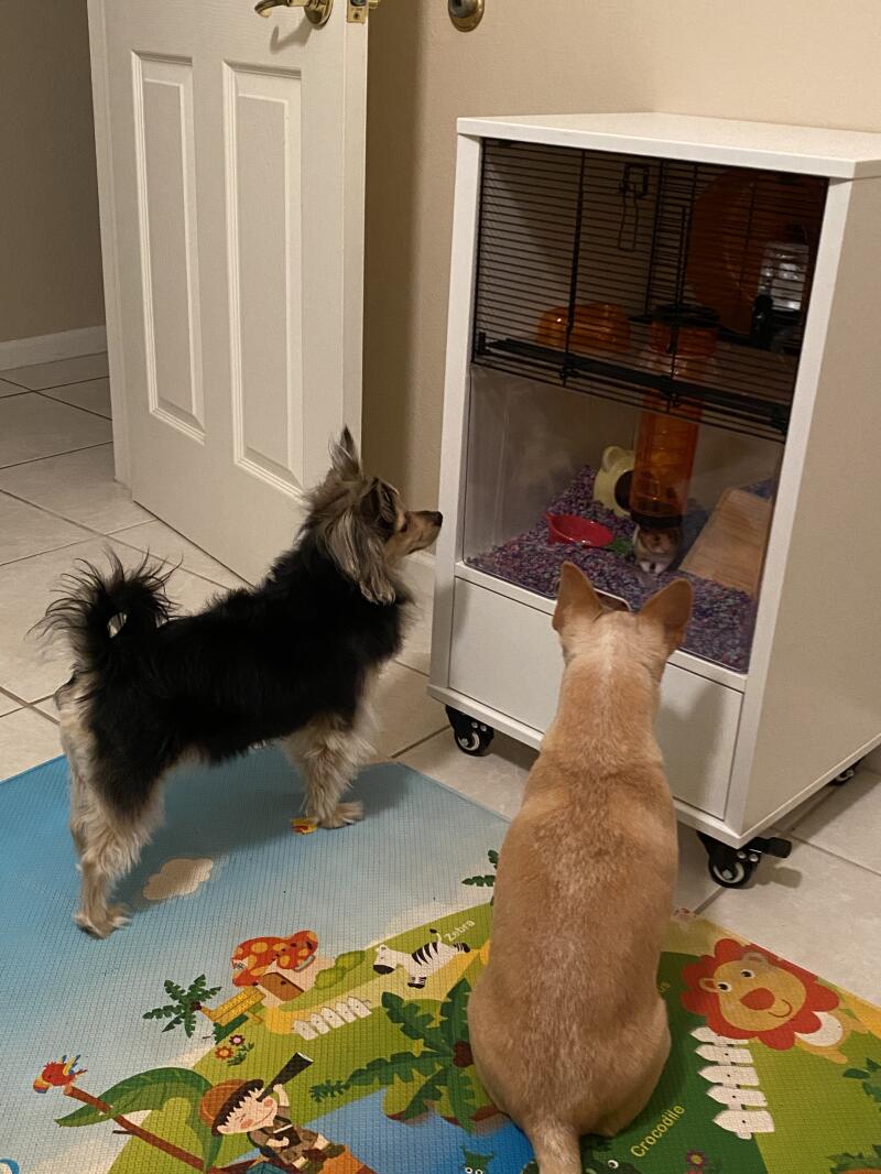 Qute Hamster & Gerbil Cage Stylish Hamster House Omlet