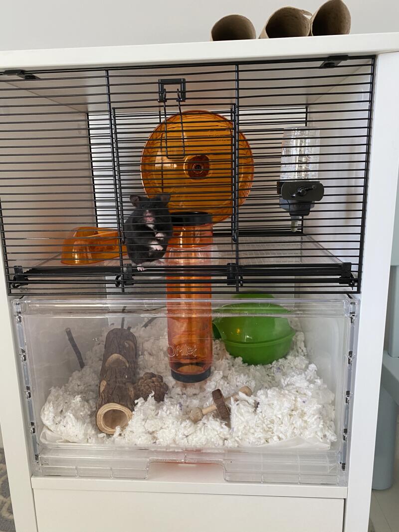 hamster cage setup ideas