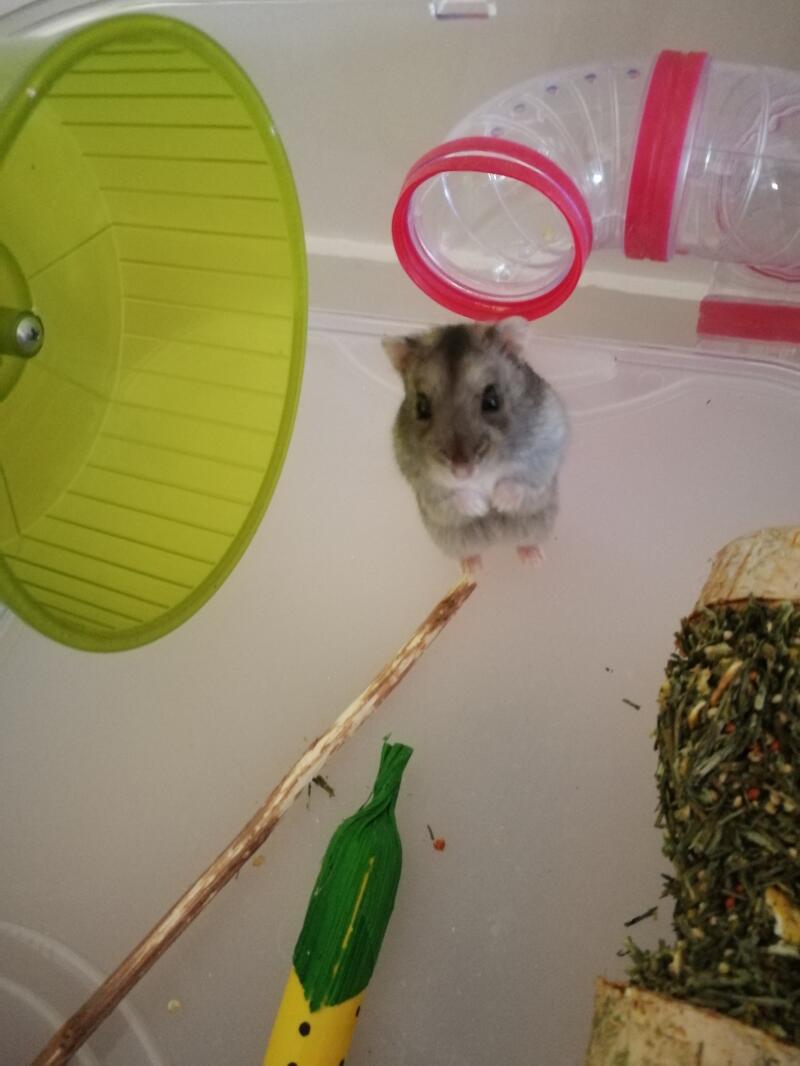 willow sticks for hamsters