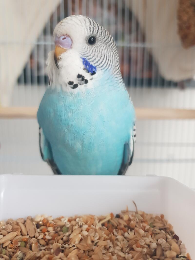 Teaching Budgies to Talk Budgies Guide Omlet UK