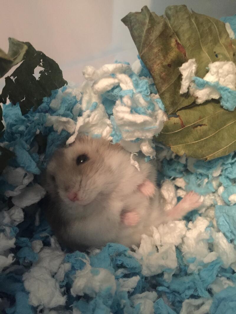 blue hamster bedding