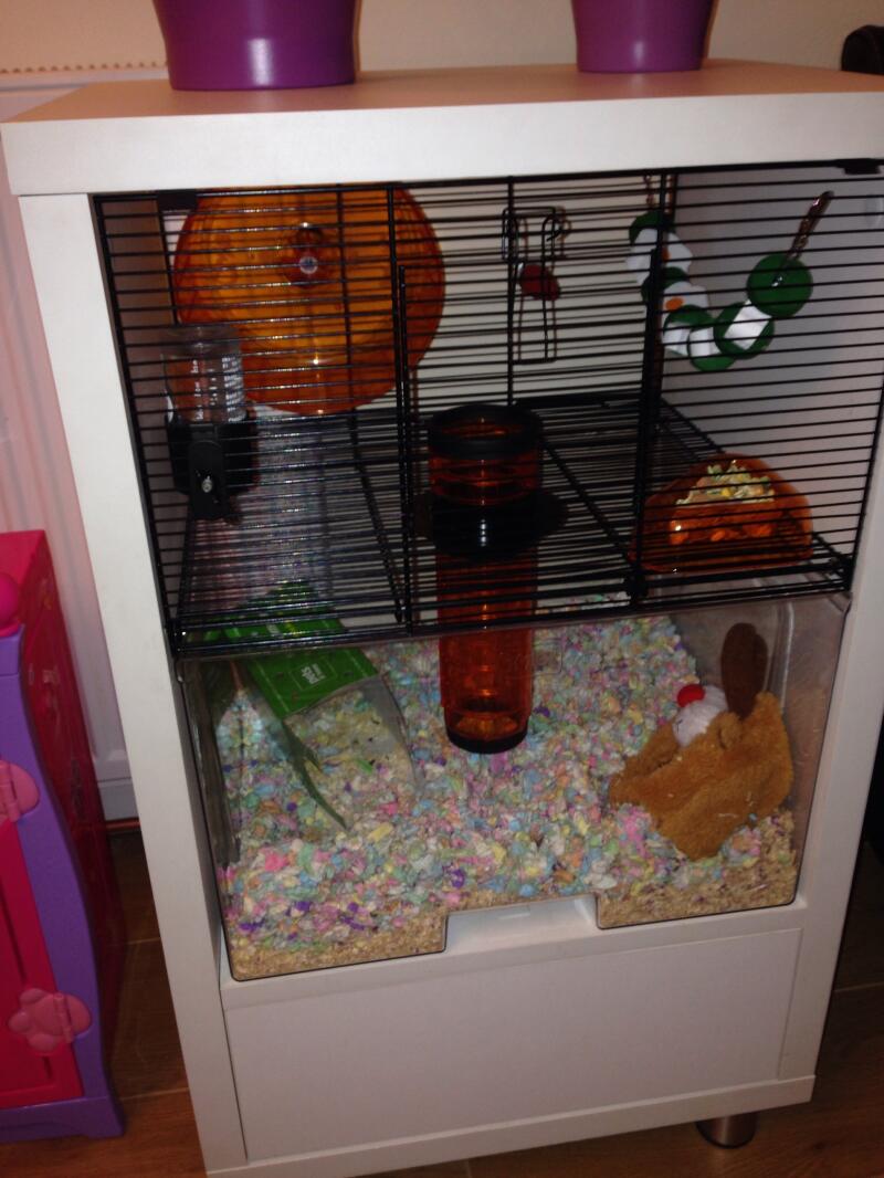 hamster confetti bedding