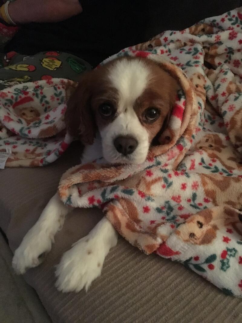 Cavalier King Charles Spaniel | Dogs | Breed Information | Omlet