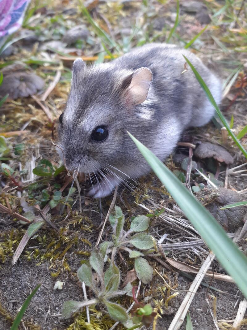 sunfire dwarf hamster