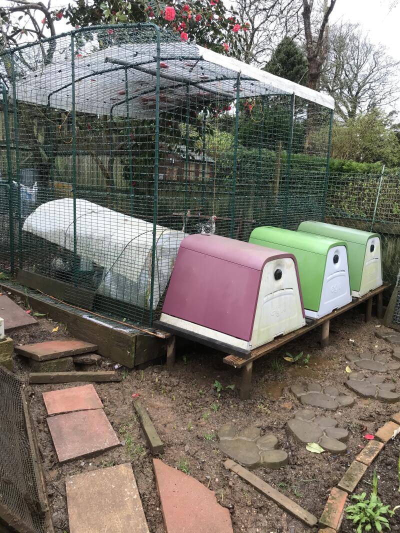 Connection Kit for Outdoor Pet Run Eglu Go Omlet