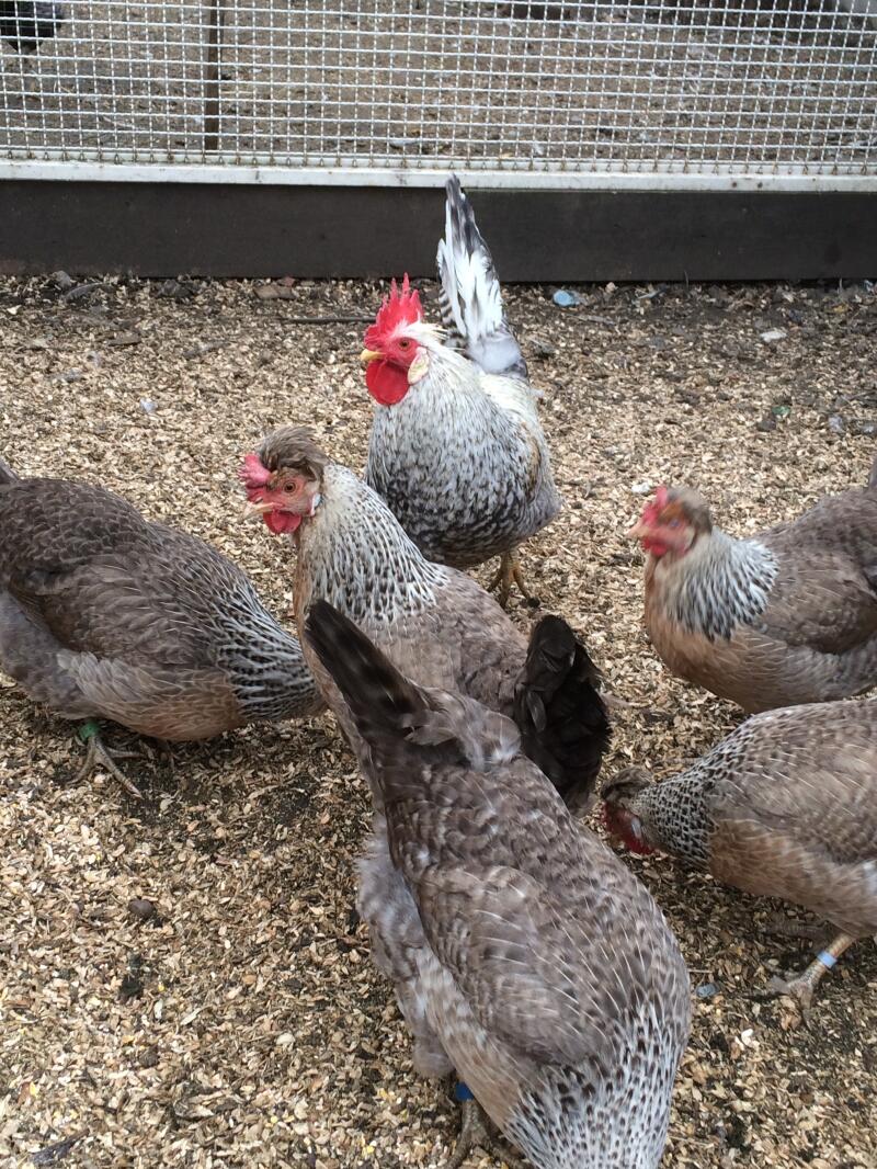 Cream Legbar Chickens Cream Legbar For Sale Cream Legbar Chickens Cream Legbar For Sale