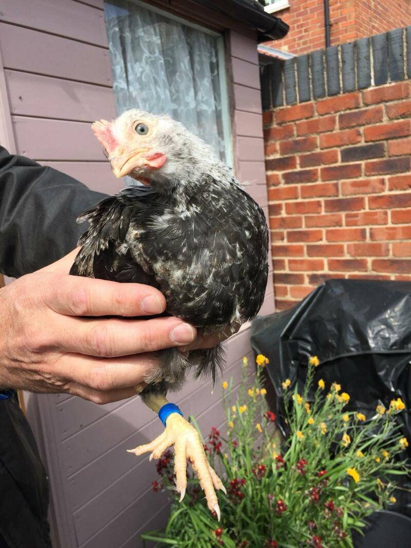 Dorking Chickens Dorking For Sale