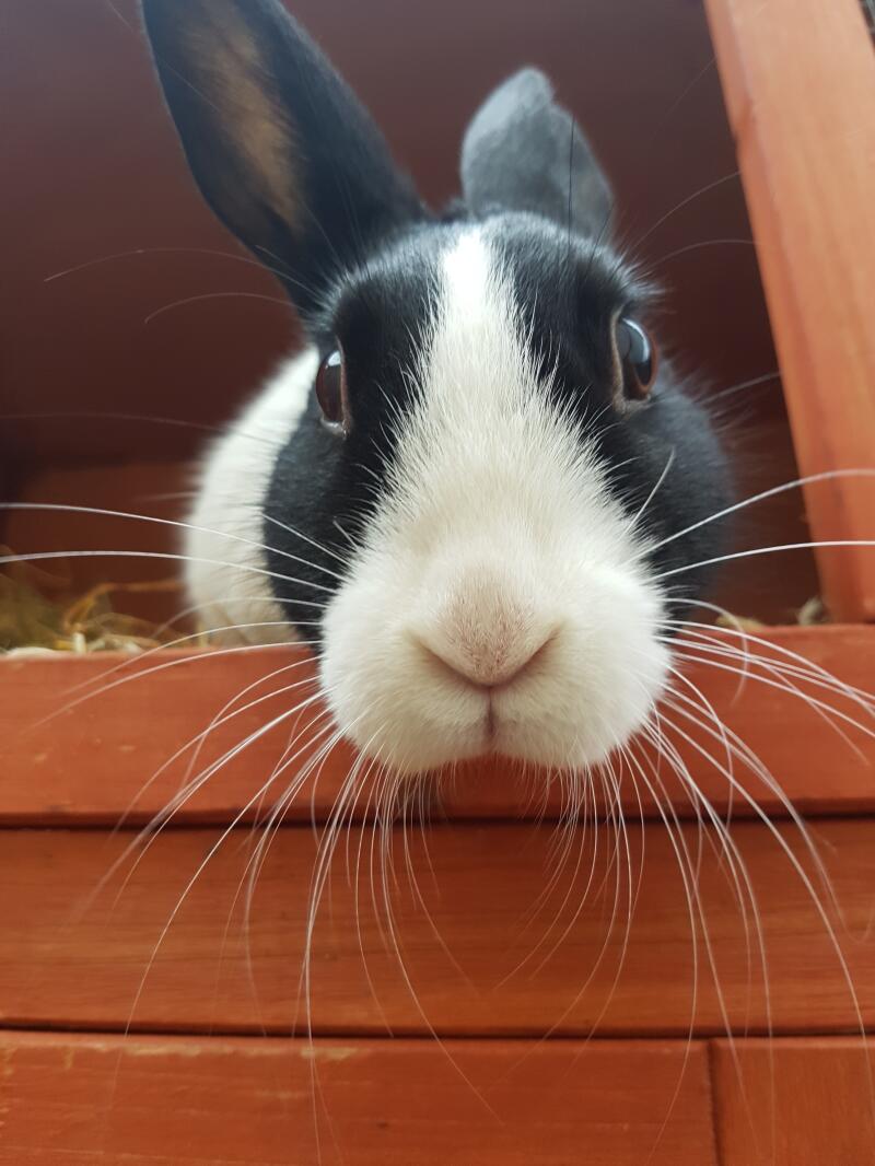 Dutch For Sale Rabbits Breed Information Omlet