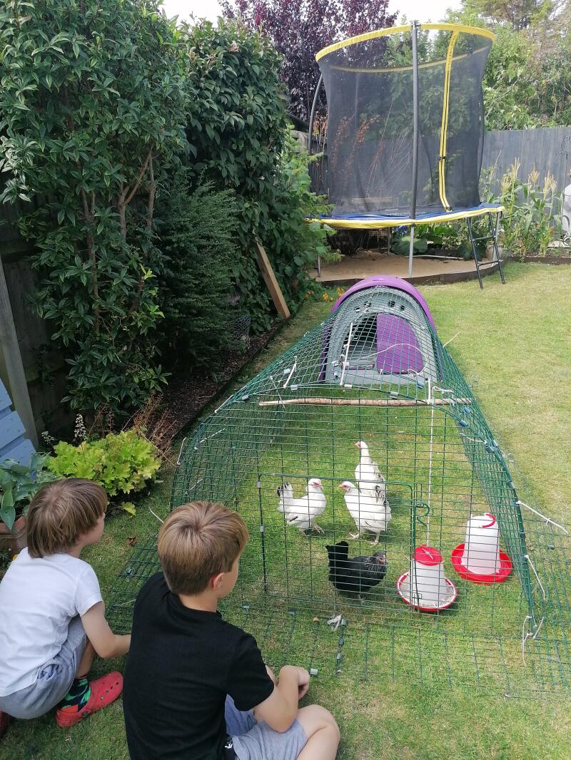 Eglu Classic Chicken Coop Chicken House for 24 Birds Omlet