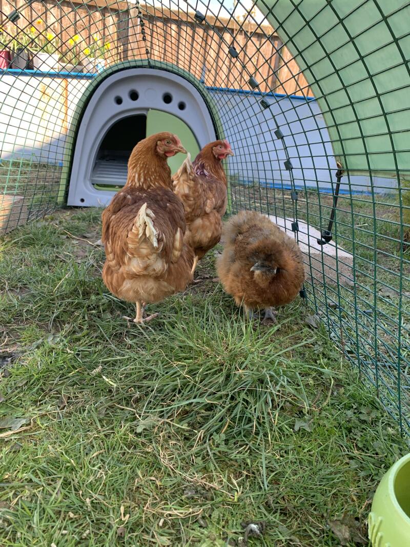 Eglu Classic Chicken Coop Chicken House for 24 Birds Omlet