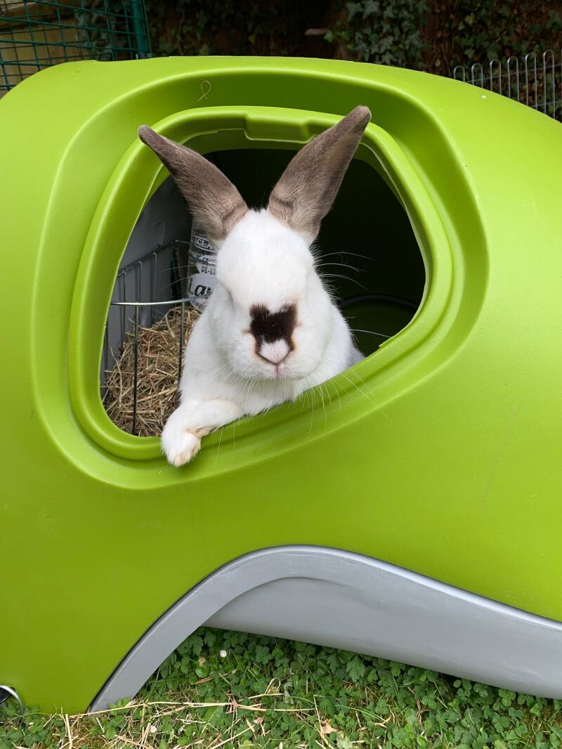 rabbit igloo hutch