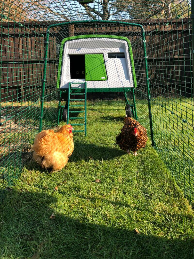 Large Eglu Cube Chicken Coops and Runs Easy to Clean Safe Hen House