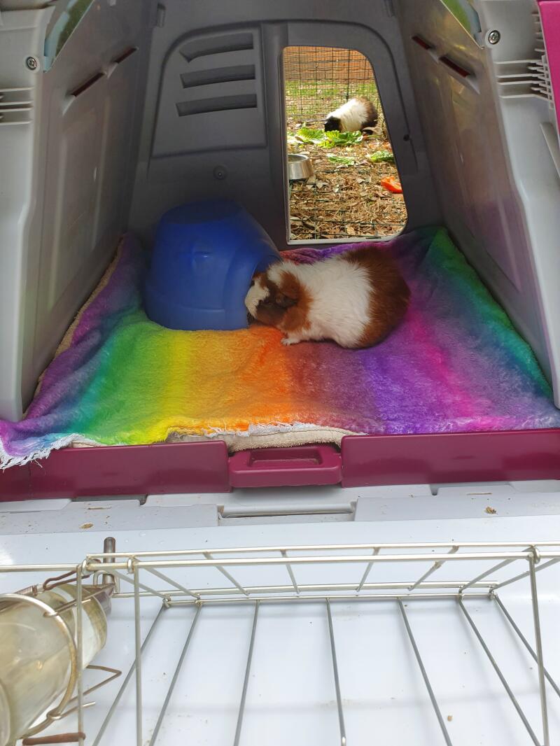 Eglu Go Guinea Pig Hutch Plastic House for Guinea Pigs