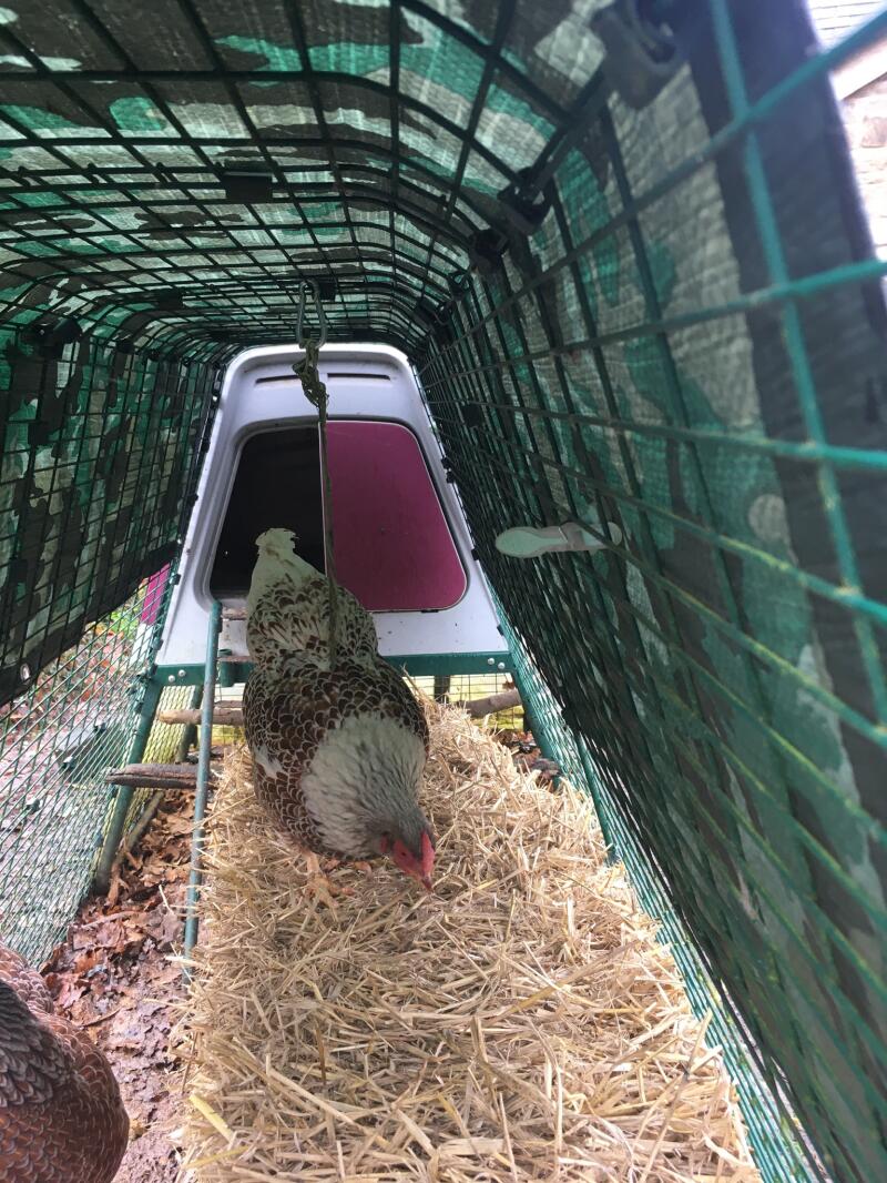 Reviews for Raised Chicken Coop Eglu Go UP Chicken Keeping Omlet