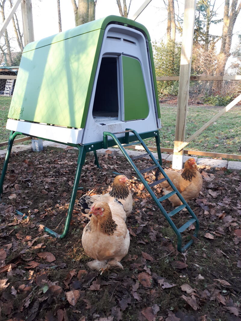 Raised Chicken Coop Eglu Go UP Omlet