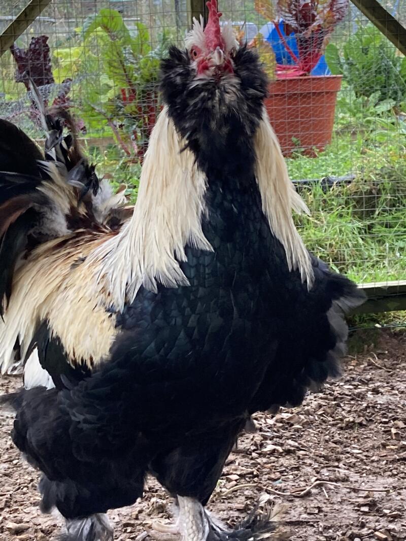 Faverolle For Sale Chickens Breed Information Omlet