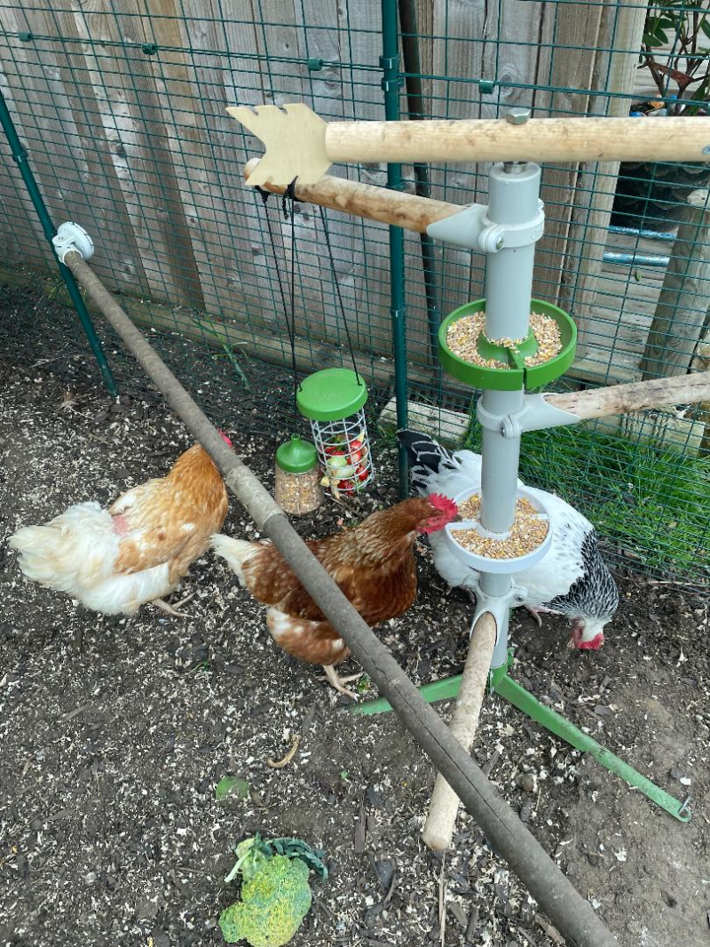 Freestanding Chicken Perch Omlet