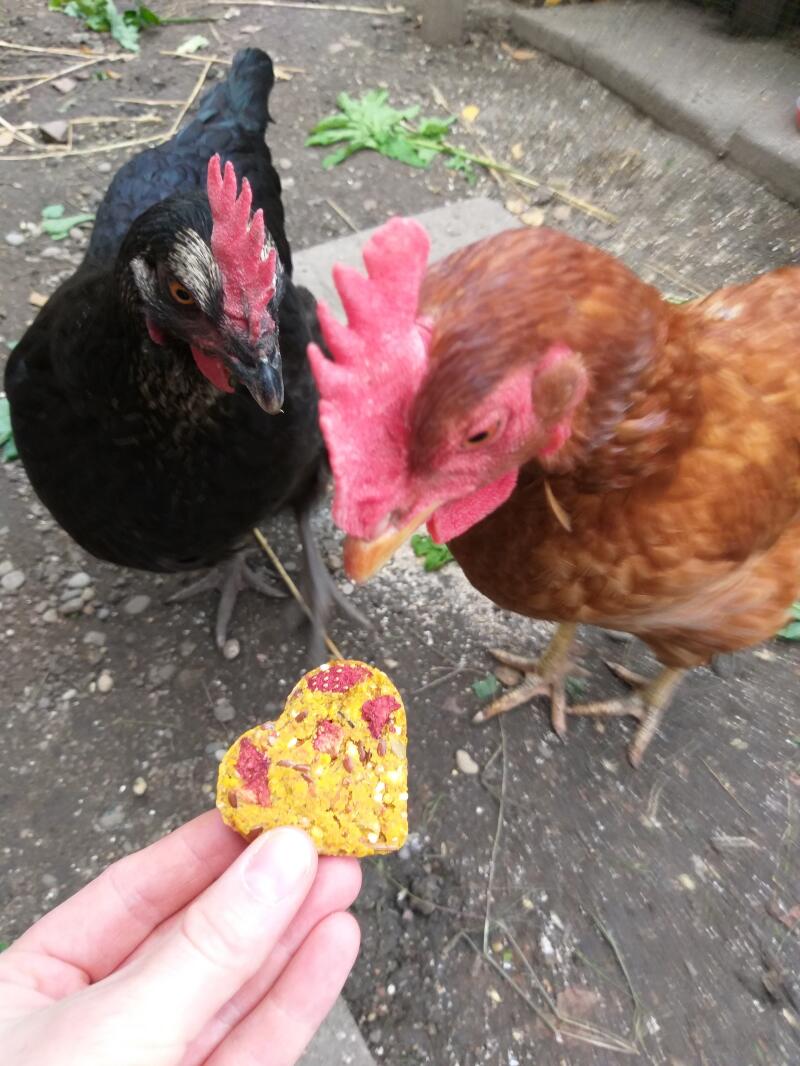 SIPW 100% Natural Ingredients Baked Hennys Strawberry Heart Cookies for Chickens Hens SIPW 100% Natural Ingredients Baked Hennys Strawberry Heart Cookies for Chickens Hens