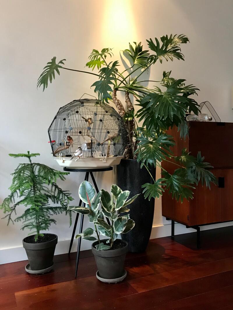 Geo Bird Cage The Beautiful Geodesic Budgie Cage