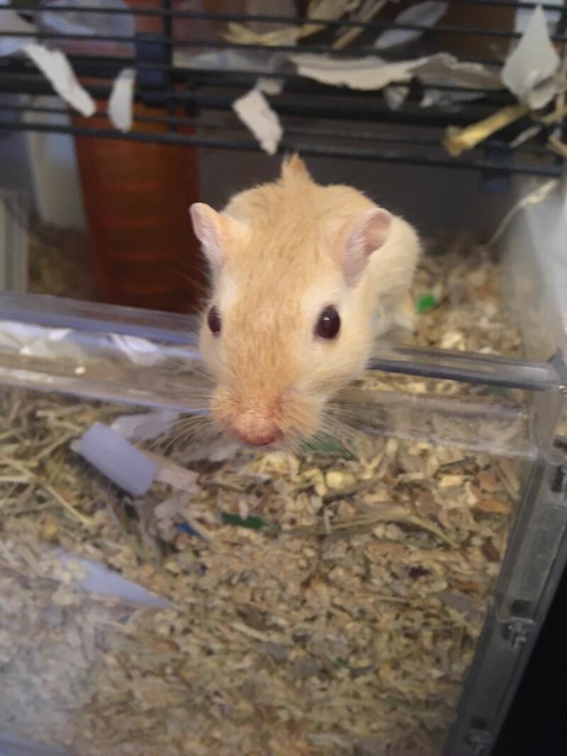 About Gerbils Gerbils Guide Omlet UK