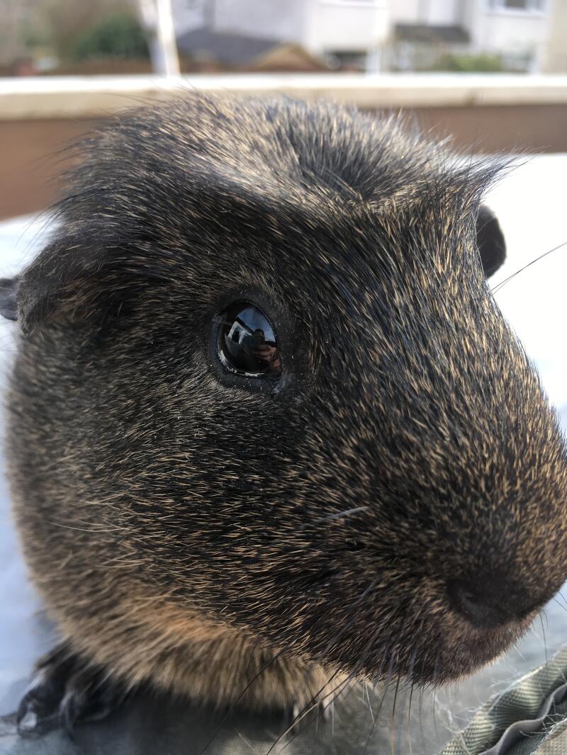 Why Do Guinea Pigs Sneeze Frequently Asked Questions Guinea Pigs