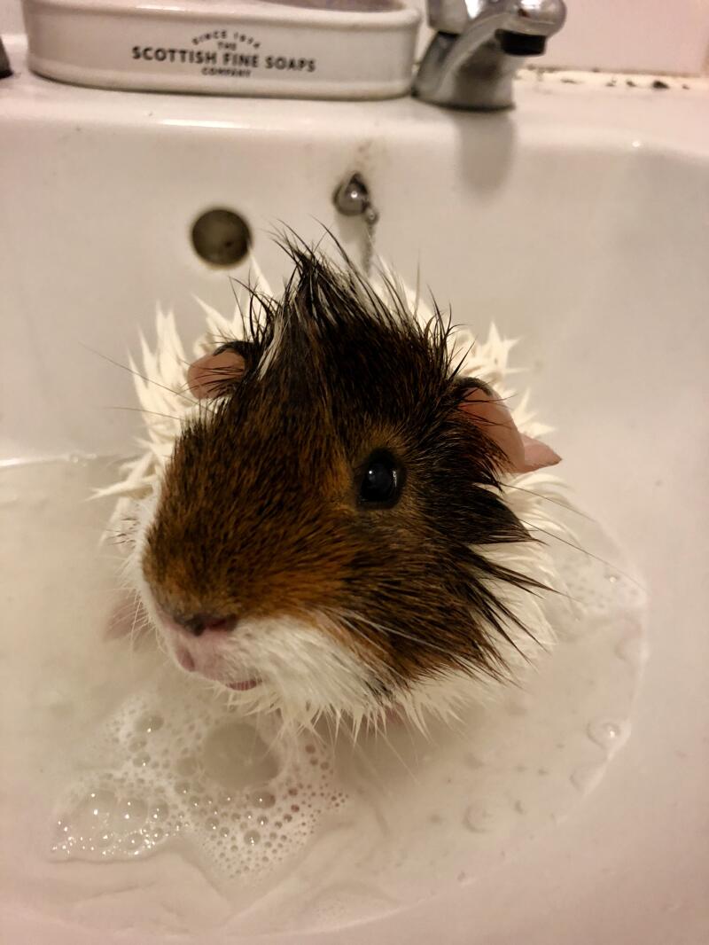 bathing my guinea pig
