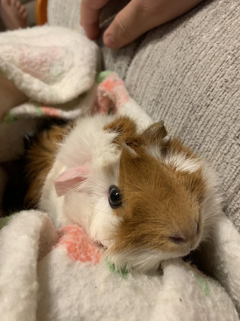 The History of Guinea Pigs | Guinea Pigs | Guinea Pigs | Guide | Omlet UK
