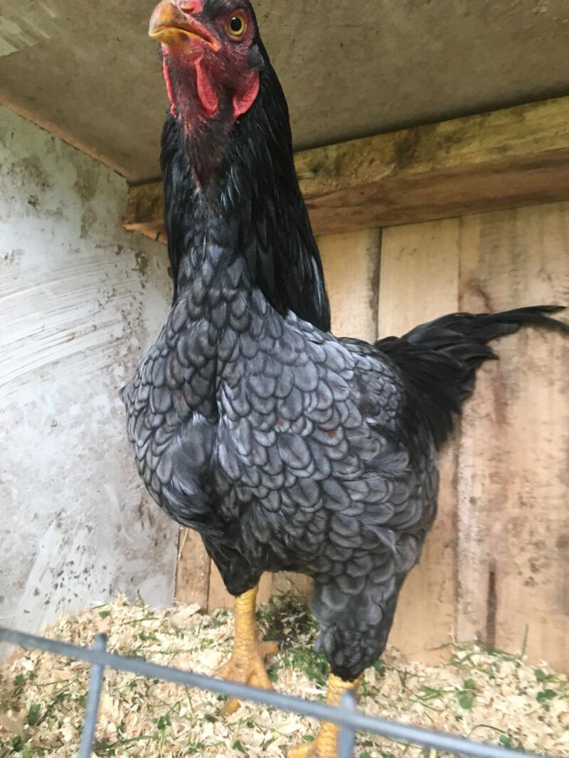 Indian Game Chickens Indian Game For Sale Indian Game Chickens Indian Game For Sale