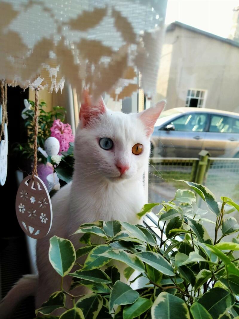 Khao Manee | Cats | Breed Information | Omlet