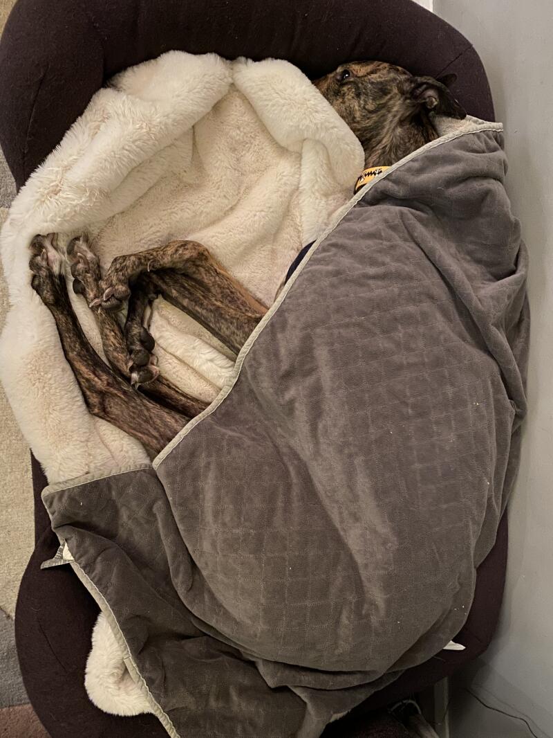 Verified Reviews for Luxury Faux Sheepskin Dog Blanket Large Omlet