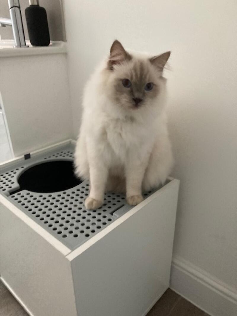 Reviews for Maya Cat Litter Box Furniture Omlet