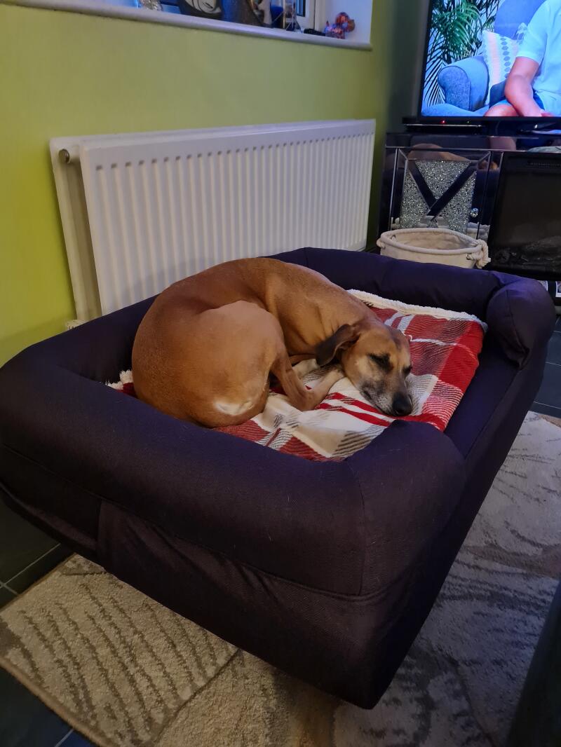 Reviews for Memory Foam Bolster Dog Beds Omlet