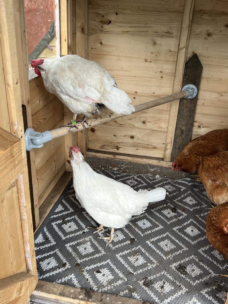 Verified Reviews for Omlet Chicken Perch 2 meters Omlet