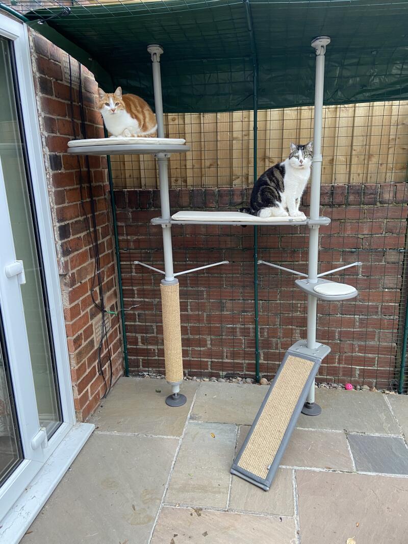 outdoor cat climbing frame