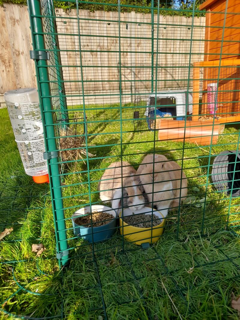 Outdoor Rabbit Run Large Outdoor Rabbit Enclosure Omlet