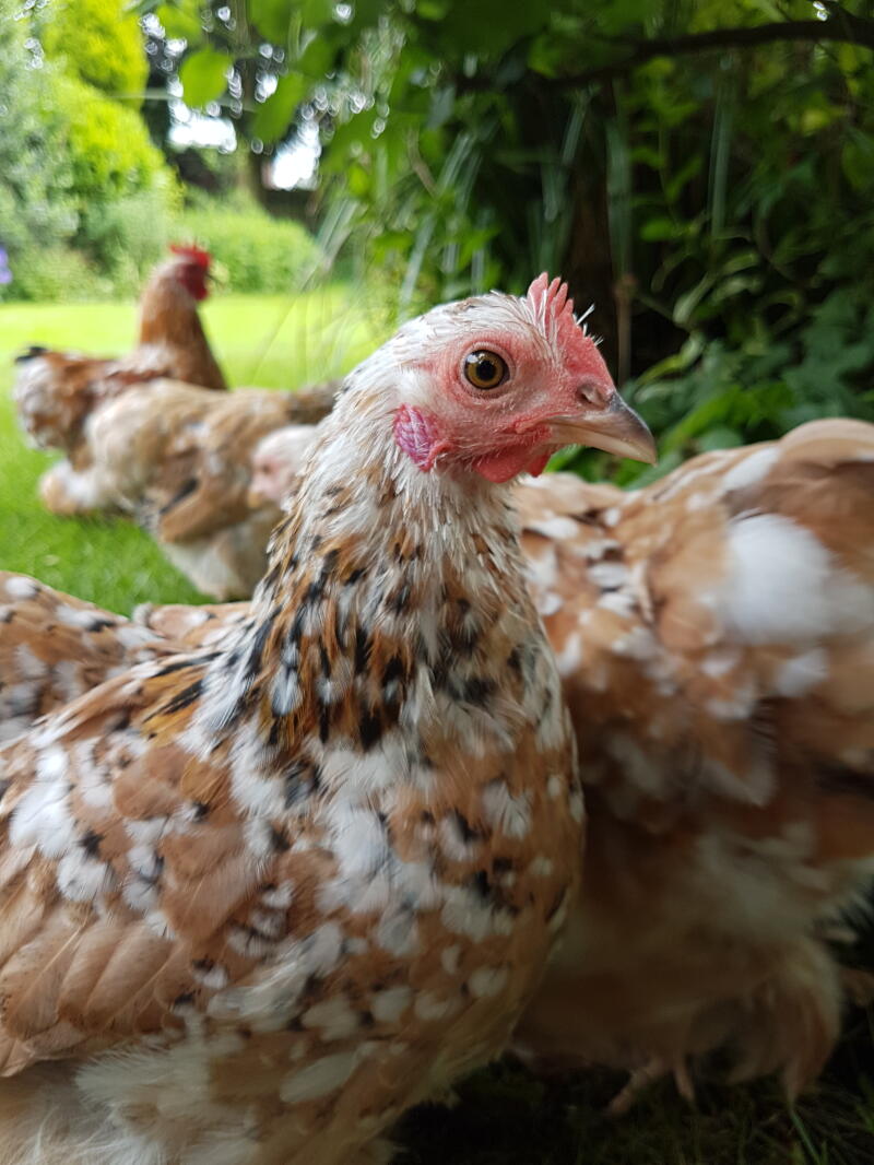 Pekin Bantam For Sale Chickens Breed Information Omlet