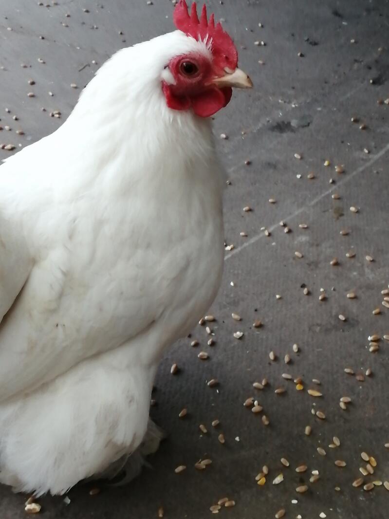 Pekin Bantam For Sale Chickens Breed Information Omlet