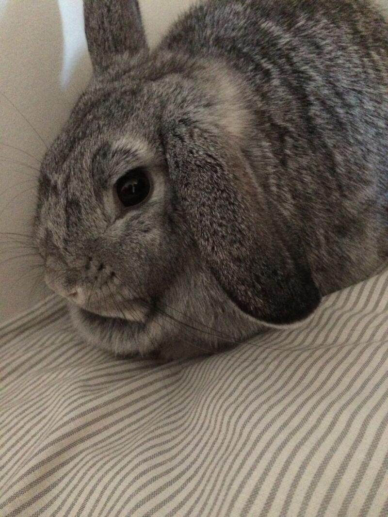 Rabbits Guide Omlet UK